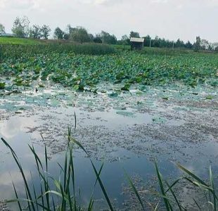 پناهگاه حیات وحش سلکه؛ تالابی دائمی با آب شیرین