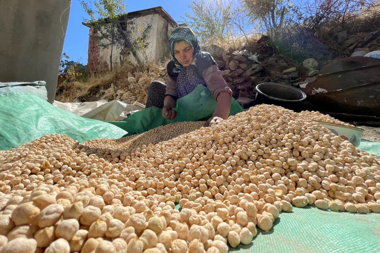 کاشت و برداشت مکانیزه نخود برای اولین‌بار در دلفان - خبرگزاری مهر | اخبار ایران و جهان