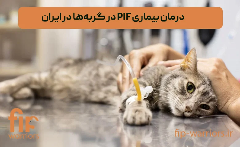 درمان فروش داروی GS-441524 برای درمان قطعی FIP در ایران