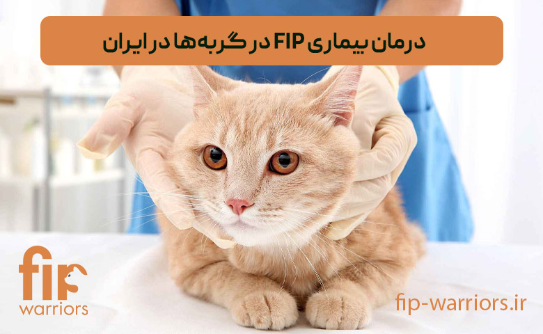 فروش داروی GS-441524 برای درمان قطعی FIP در ایران