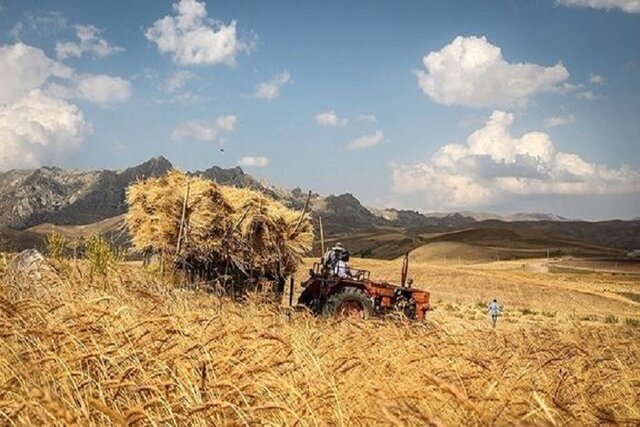 بیمه گندمکاران؛ کلاف سردرگم در میان تصمیم‌گیری‌ها!