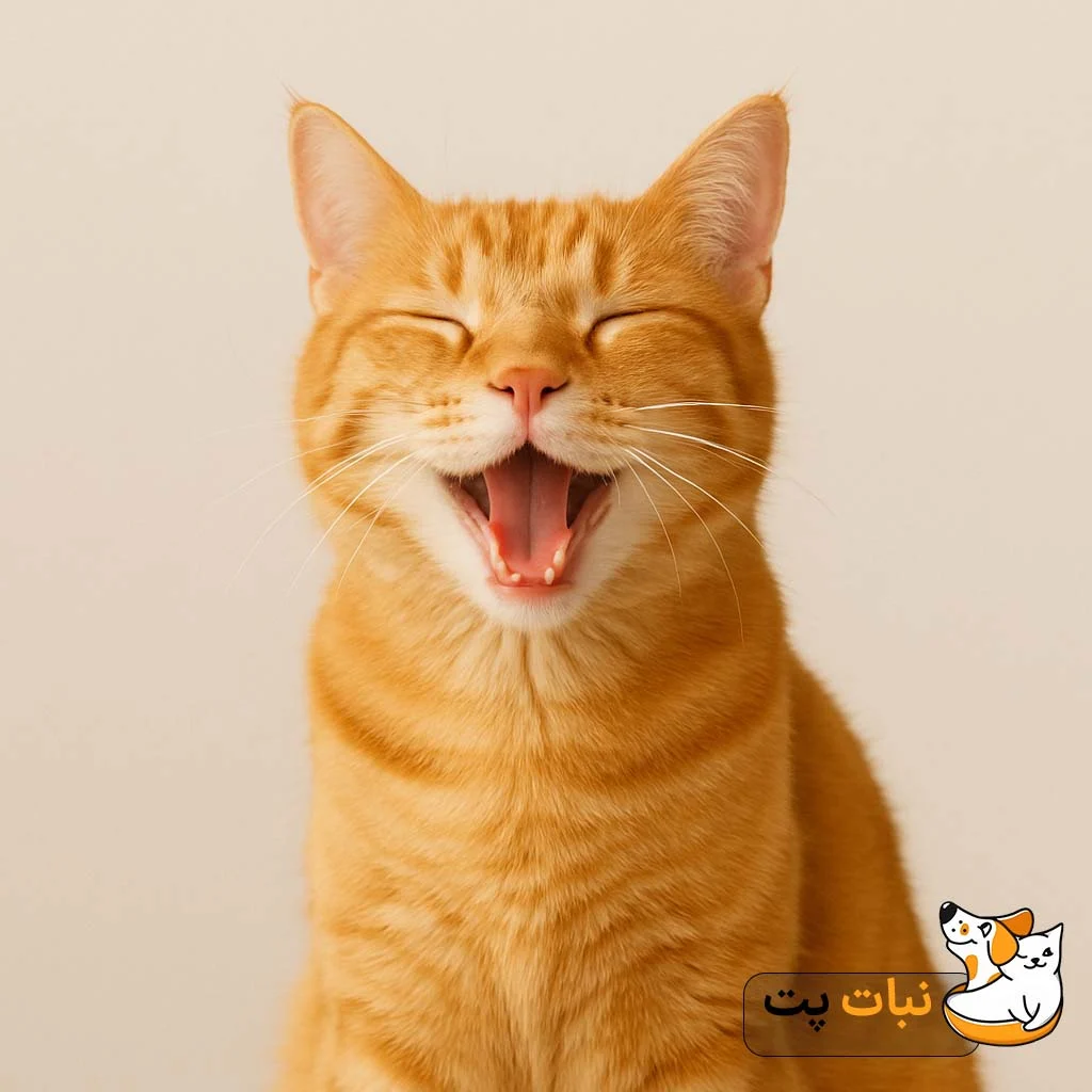 زمان بندی و مقدار مناسب تشویقی گربه