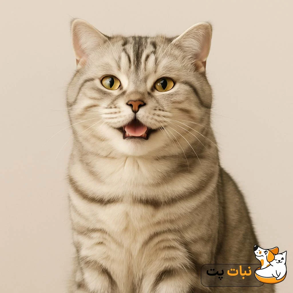 ایجاد انگیزه و تقویت رفتارهای مثبت با تشویقی گربه