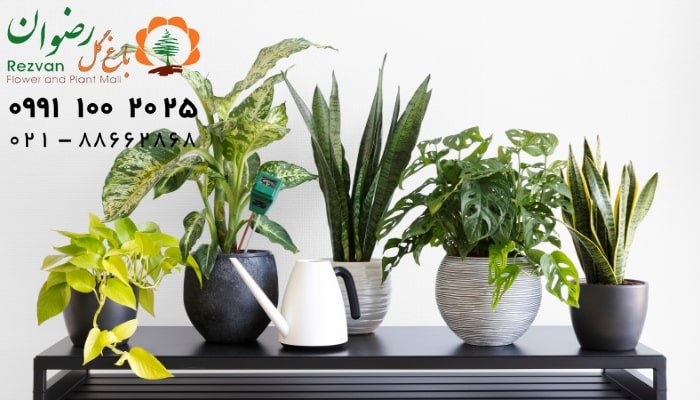 دکوراسیون | آرامش چرا تمیز کردن برگ گیاهان آپارتمانی مهم است؟ بررسی علمی، کاربردی و اصولی