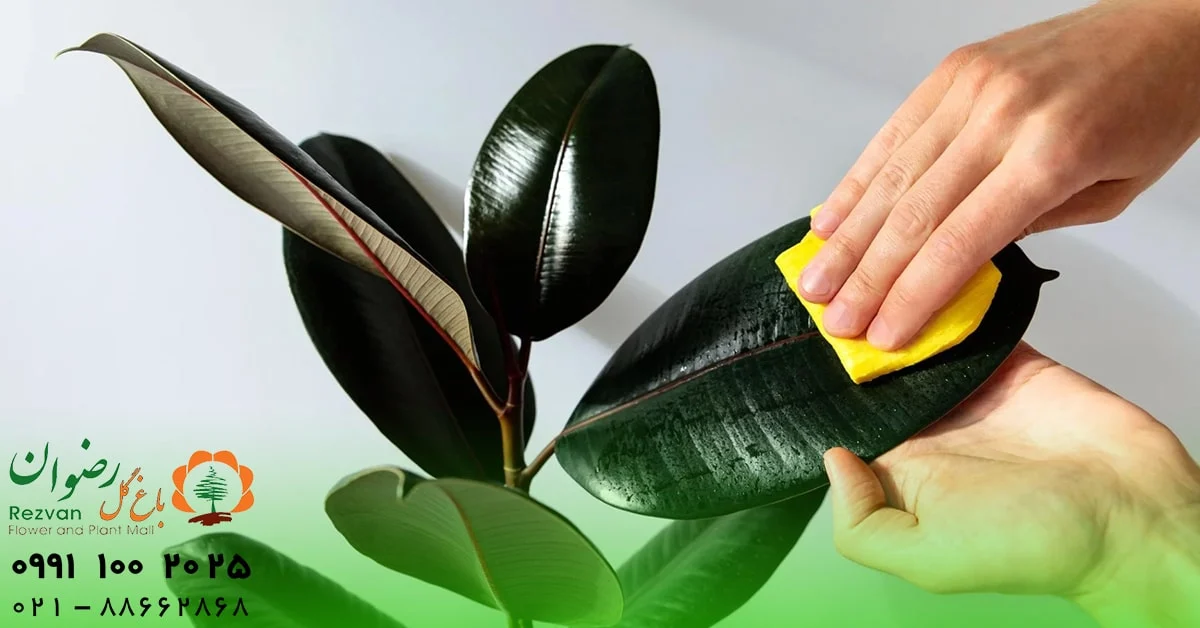 چرا تمیز کردن برگ گیاهان آپارتمانی مهم است؟ بررسی علمی، کاربردی و اصولی